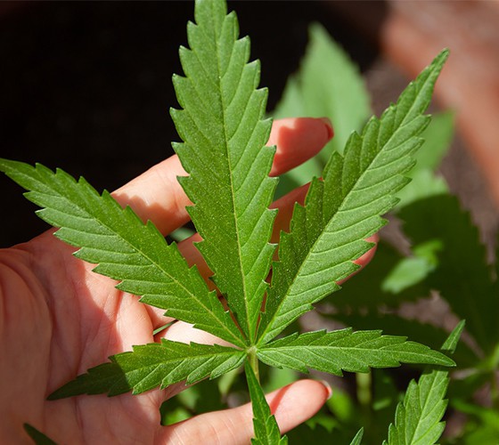 充分利用我省藥材主產區優勢，以佛慈種植資源和中藥材規范化標準..